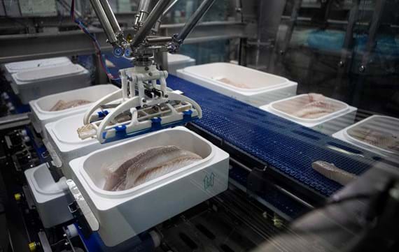 Robobatcher Box Fixed Weight Packing Of White Fish Into Polystyrene Boxes