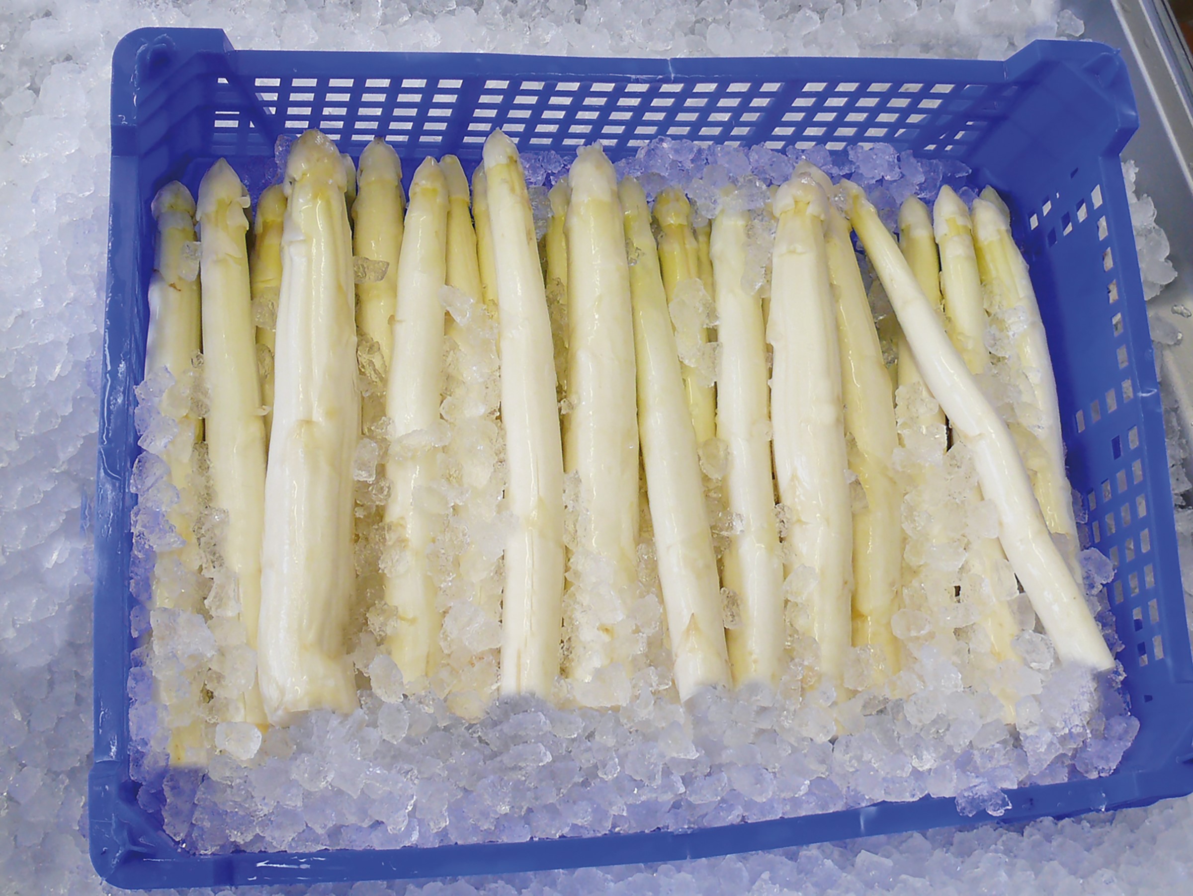 MAJA-nugget-ice-asparagus-cooling